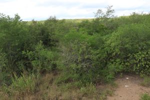 Terreno en venta  Gil de Leyva (Cieneguillas) Montemorelos