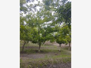 Terreno en Venta en Ojo de Agua Parras