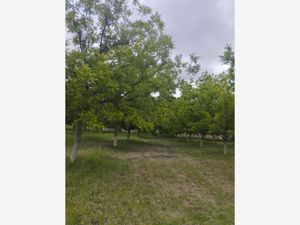 Terreno en Venta en Ojo de Agua Parras