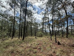 Terreno en Tapalpa, Las Piedrotas