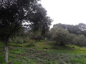 SE VENDE RANCHO CON CASA Y TERRENO AMPLIO EN XOCHIMILCO