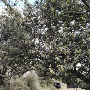 TERRENO EN VENTA EN TOLUCA, CACALOMACAN CON CISTERNA Y ARBOLES FRUTALES