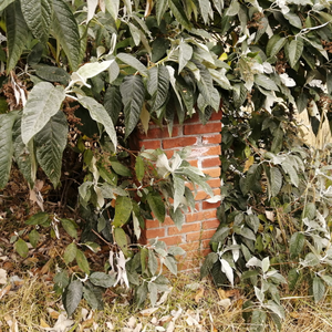 TERRENO EN VENTA EN TOLUCA, CACALOMACAN CON CISTERNA Y ARBOLES FRUTALES