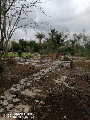 Terreno de oportunidad ubicado en el pueblo de Xcanatún