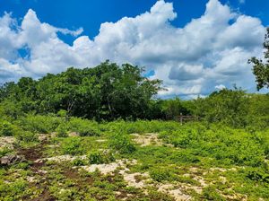 Venta de Rancho en zona Ganadera de Yucatán, "Los Pirules"