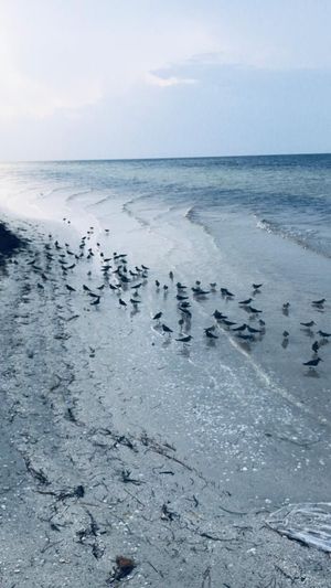 TERRENO EN DZILAM DE BRAVO CON 200 METROS DE FRENTE DE PLAYA DE 4.5 HECTAREAS