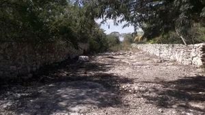 ESTUPENDO TERRENO EN PARAISO A 600 MTS DE LA CARRETERA MERIDA A PROGRESO