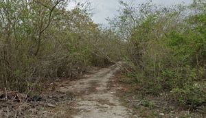 Acceso al Terreno