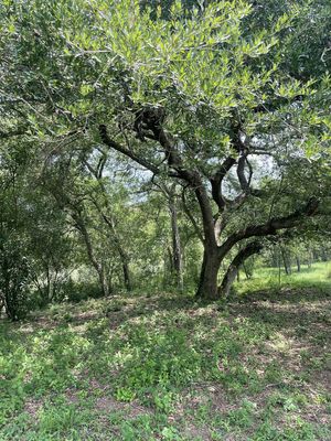 TERRENO CAMPESTRE ATRAS DEL PARIENTE