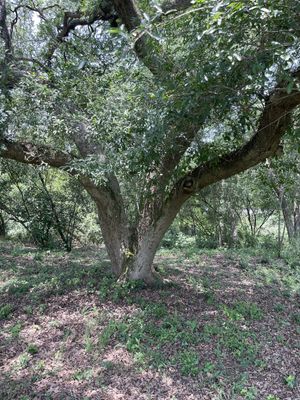 TERRENO CAMPESTRE ATRAS DEL PARIENTE