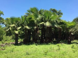 Terreno Campestre en Venta en Montemorelos, Carretera Nacional.- 7850