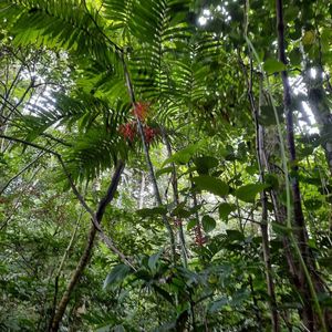 Espectacular terreno en la zona más bonita de Chiapas