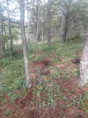 TERRENO EN VENTA EN TAPALPA