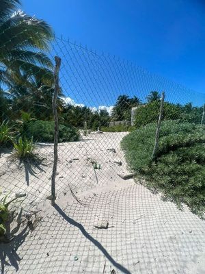 TERRENO EN VENTA EN SAN CRISANTO,YUCATAN ,FRENTE AL MAR