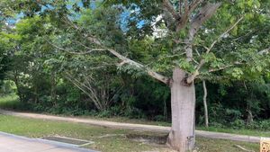 Terreno Venta sobre Av Paseo del Jaguar en Yucatan Country Club