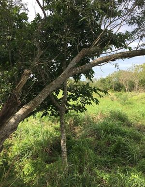 En VENTA Rancho en Tetiz, Yucatán.