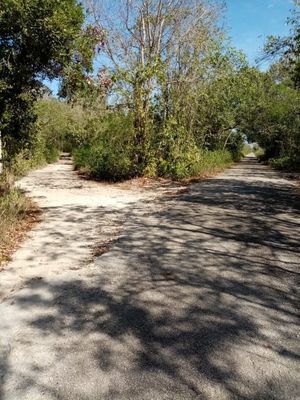 RANCHO GANADERO EN PANABA, YUCATAN. 98 HECTAREAS