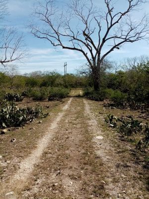 RANCHO GANADERO EN PANABA, YUCATAN. 98 HECTAREAS CON LUZ ELECTRICA - 9 LOTES