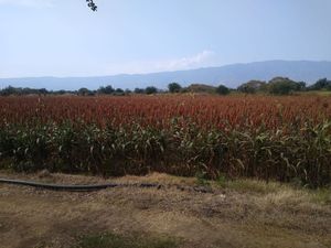 Atoyac excelente terreno de siembra con agua entubada