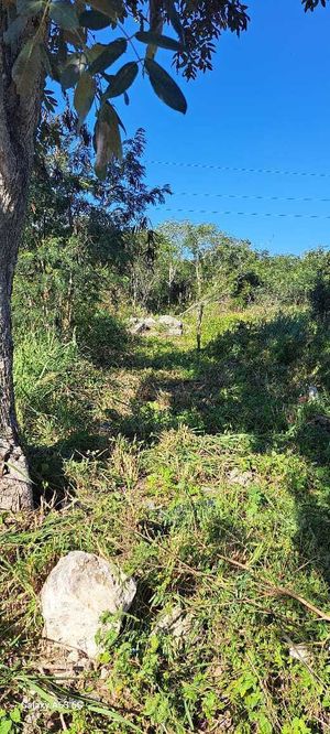 TERRENO SOBRE CARRETERA PROGRESO A MERIDA