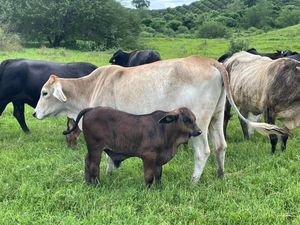 Rancho en Tuxpan, Veracruz