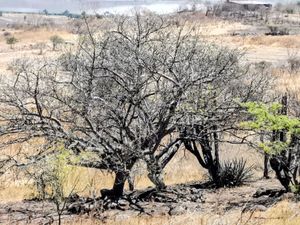 TERRENO EN VENTA EN SAN LUCAS EVANGELISTA