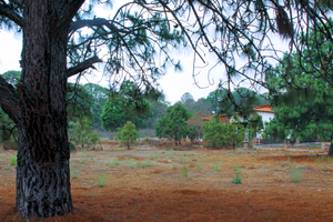 TERRENO CAMPESTRE EN VENTA EN PINARES, TAPALPA