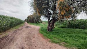 VENTA DE HECTAREAS EN PALO ALTO