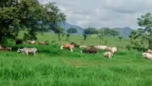 Rancho en Venta, Villaflores, Chiapas.