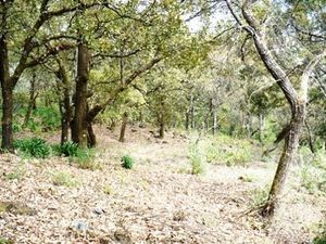 TERRENO EN VENTA EN TEPOZTLÁN