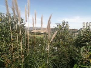 Terreno en Venta en Bosque Real