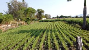 Venta de terreno en Oacalco Morelos.