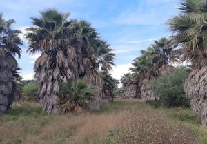 Terreno en Venta en Cadereyta Jimenes N.L.