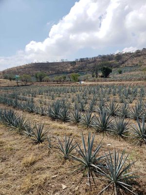 TERRENO EN VENTA TOTOTLAN JALISCO MEXICO