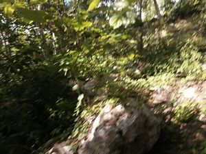 Orilla solida del cenote, roca macisa