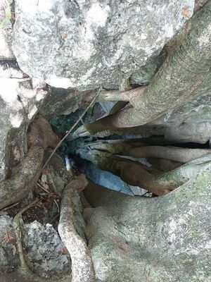 Árbol situado en una de las entradas al cenote.