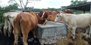 Animales alimentandose en el comedero.