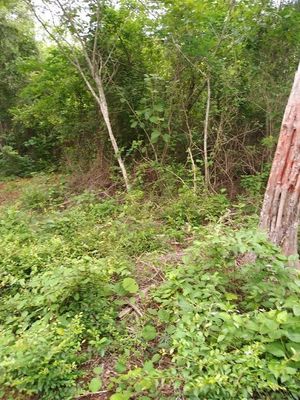 Terreno plano con monte bajo, bueno para agricultura