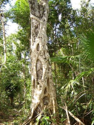 Arboles espectaculares muy antiguos