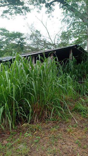 Rancho en Venta en Hocaba