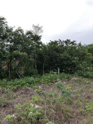 Terreno de  46has, smza 106, Cancún, Q. Roo.