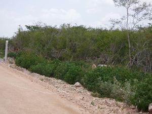 Venta de Terreno en Bosques de la Hacienda, Mérida