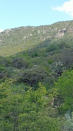 TERRENO PANORÁMICO 2Ha EN PUEBLO MÁGICO  DE BERNAL, QRO. P/INVERSIONISTA