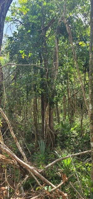 Se VENDE Terreno en Tulum