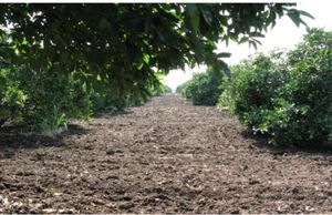 RANCHO DE NARANJA EN VENTA EN CADEREYTA JIMENEZ N.L.