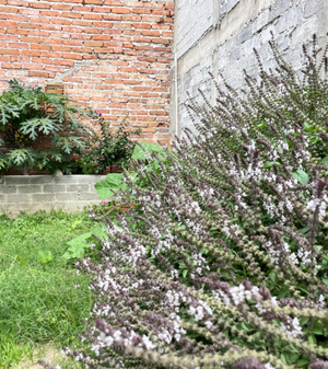 Casa / Bodega en Santateresa Gto