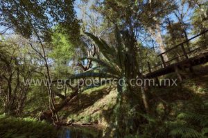 TERRENO CAMPESTRE  RESERVA SAN GREGORIO, CONCEPCIÓN DE BUENOS AIRES