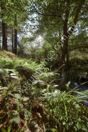 TERRENO CAMPESTRE  RESERVA SAN GREGORIO, CONCEPCIÓN DE BUENOS AIRES