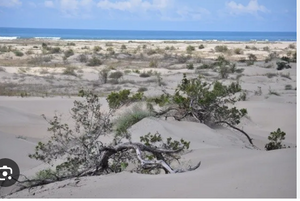 ANGOSTURA TERRENO VENTA SINALOA