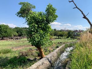 Bonito Terreno en Emiliano Zapata, Morelos 24,000 m2 Plano, Cesiòn de derechos